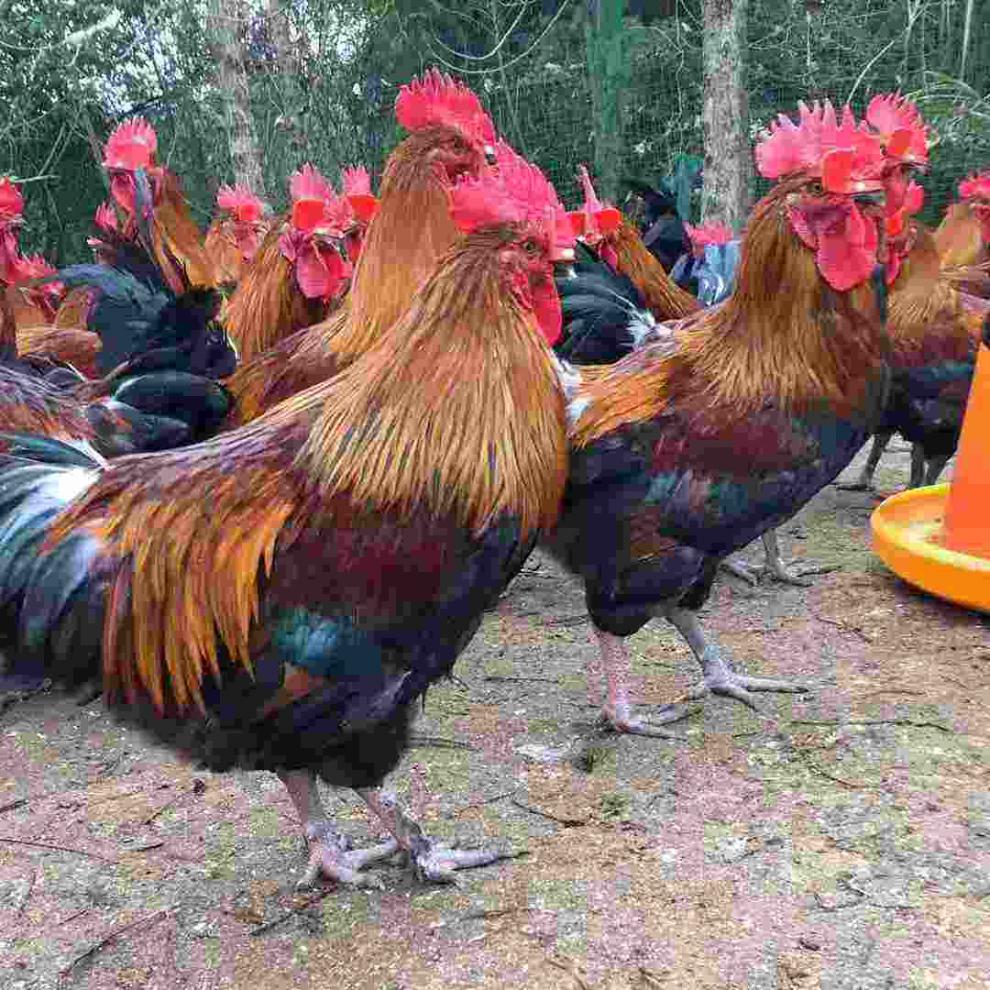 庸碌一生几时看真？花花世界难安稳是打指哪个生肖猜打一最佳准确
