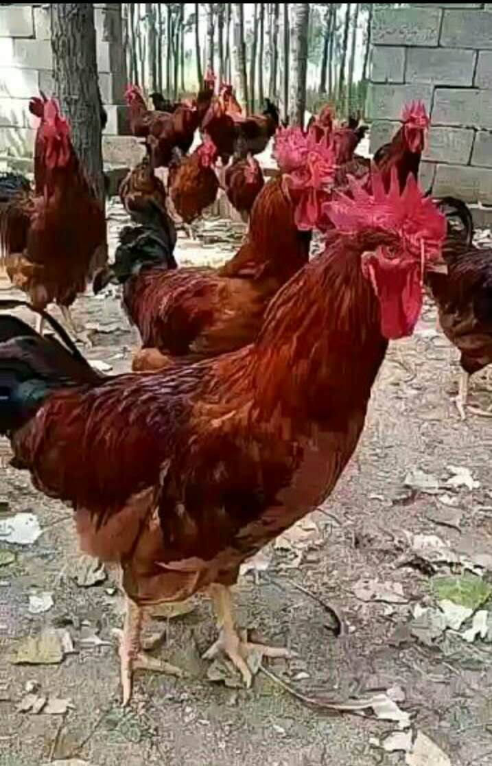 母鸡下蛋咯咯叫 农户捡蛋呵呵笑