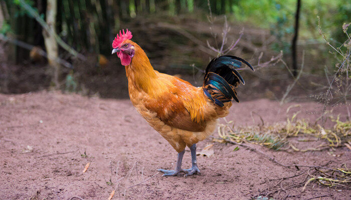 李文华：现代生态农业要走物质循环利用型模式